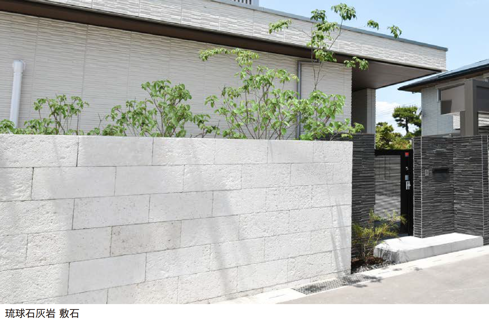 ガジュマル　琉球石灰岩巻き付 小葉 ガジュマル 抱かせ石 苔 ビックサイズ 琉球盆栽 【楽天市場