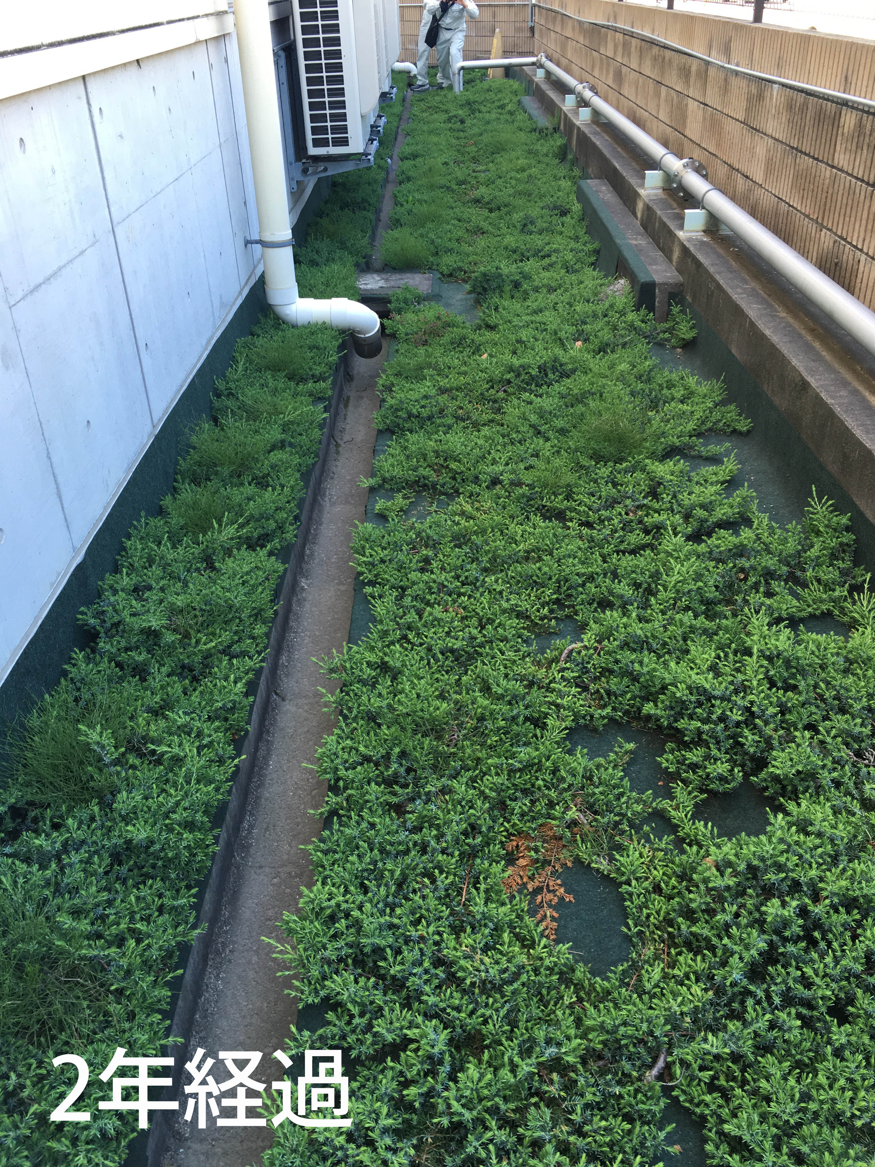 ピンとテープ 白崎コーポレーション | 砂利下用接続テープ（新商品2024年7月